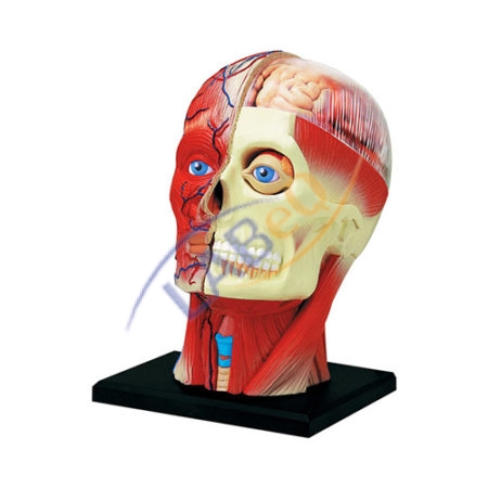 Human Brain 3 Parts with Head Anatomy Model