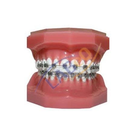 Dental Hygiene Anatomy Model