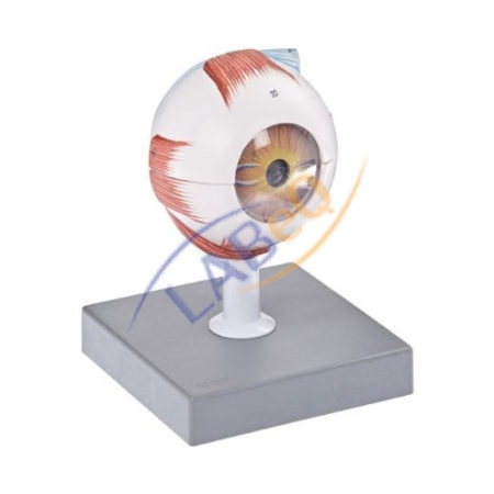 Human Eye 3X Anatomy Model