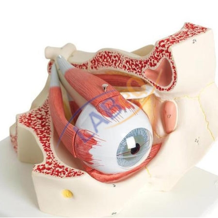 Human Eye with Orbit Anatomy Model