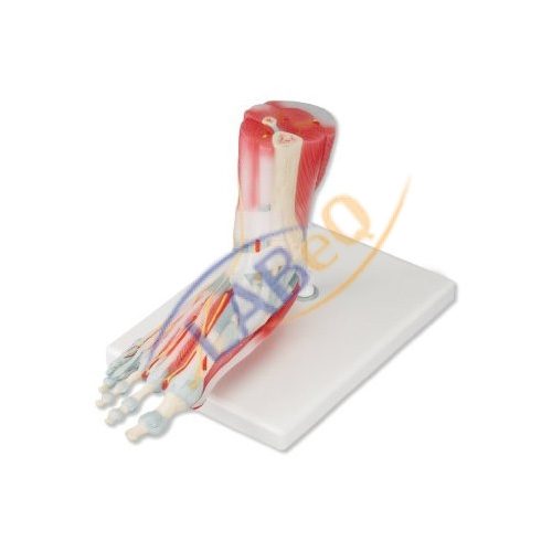 Foot Anatomy Model