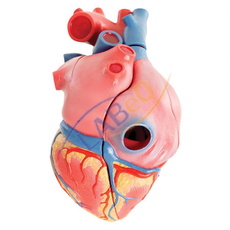 Human Heart 3 Times Life Size Anatomy Model