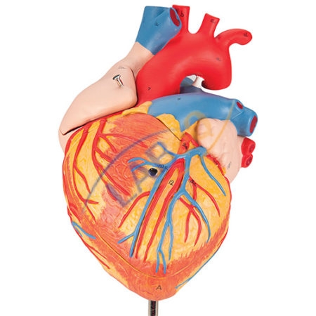 Human Heart 4 Parts Anatomy Model