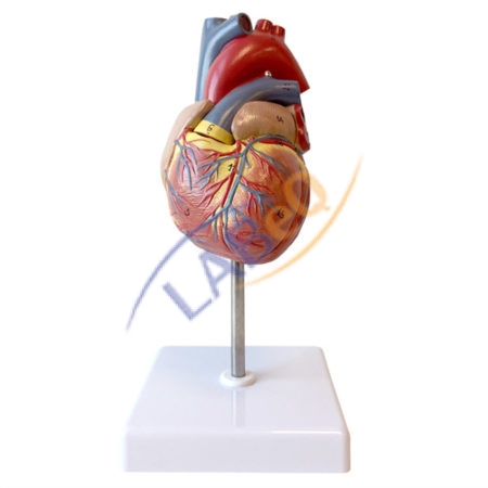 Human Heart 2 Parts Anatomy Model