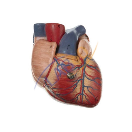 Human Heart 7 Parts Anatomy Model