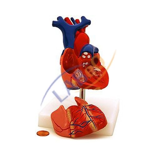 Human Heart, Economy Anatomy