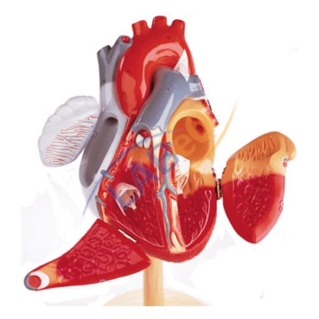 Human Heart Anatomy Model