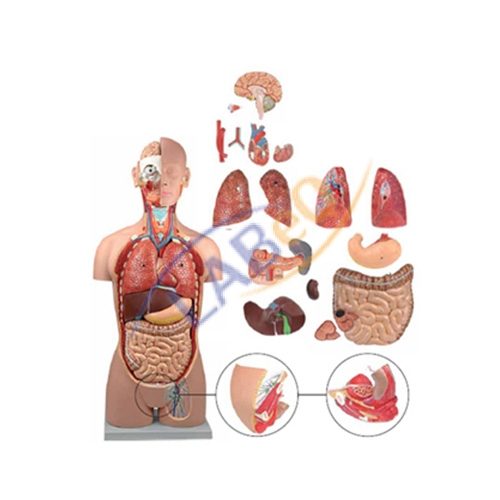 Human Anatomy Torso 18 Parts