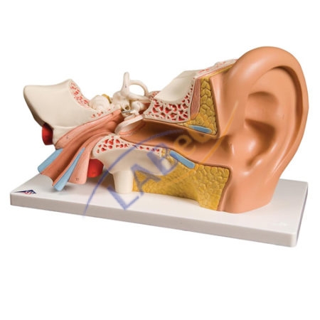 Human Ear 3 parts Anatomy Model
