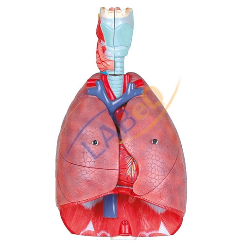 lungs and heart anatomy